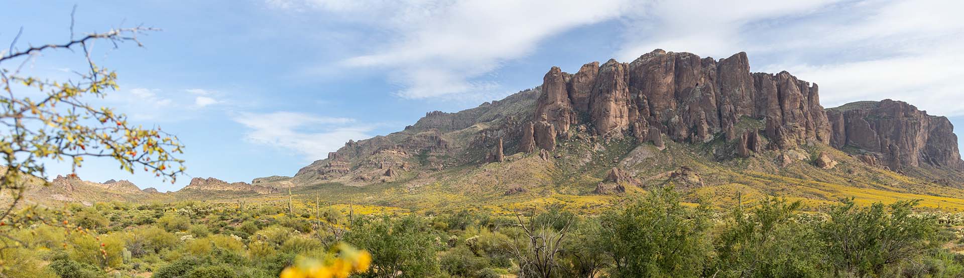 A mountain in the distance, surrounded by blooming desert vegetation.
