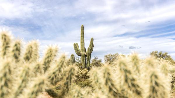 Desert view of cactuses